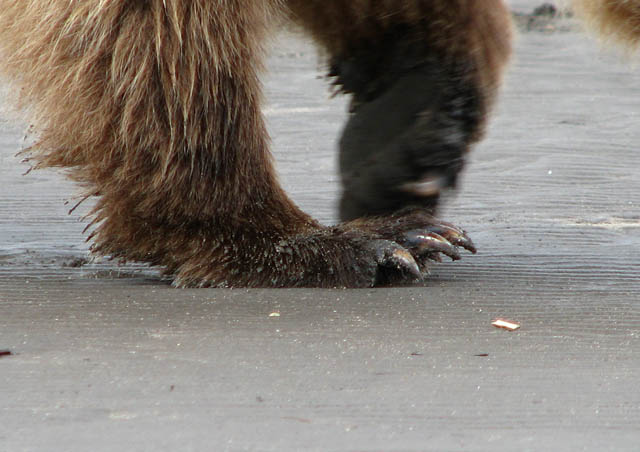 Being able to be so close to the grizzlies took a while to be comfortable with.  Those claws are pretty impressive.